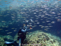 Scuba inside a school of fish by Lucio Valgimigli 